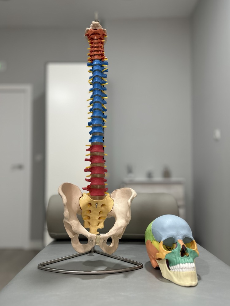 Modelos anatómicos de columna y cráneo en la consulta de Otero Salud, Getafe